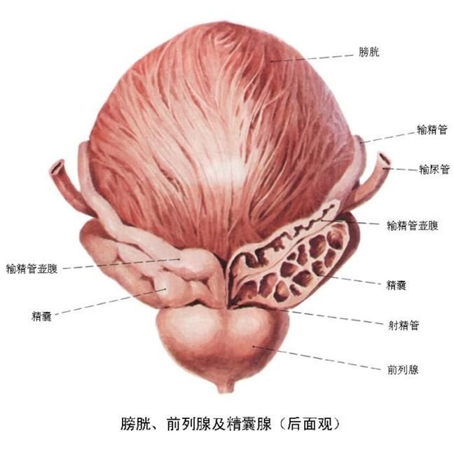 精囊