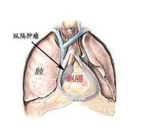 纵隔位于两侧肺之间,以胸骨和胸椎为其鞍后界.