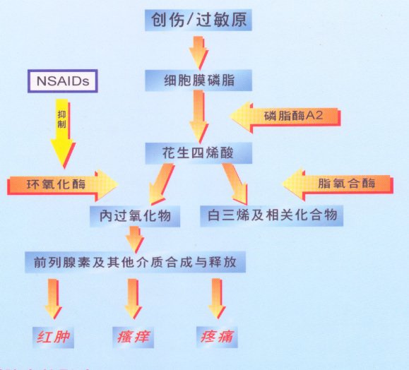 糖皮质激素与解热镇痛抗炎药的抗炎机制有什么不同 糖皮质激素解热